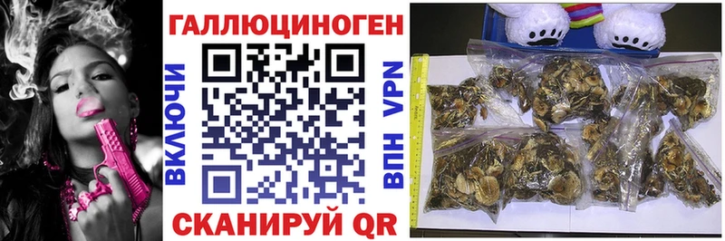 как найти закладки  Порхов  Псилоцибиновые грибы Psilocybe 